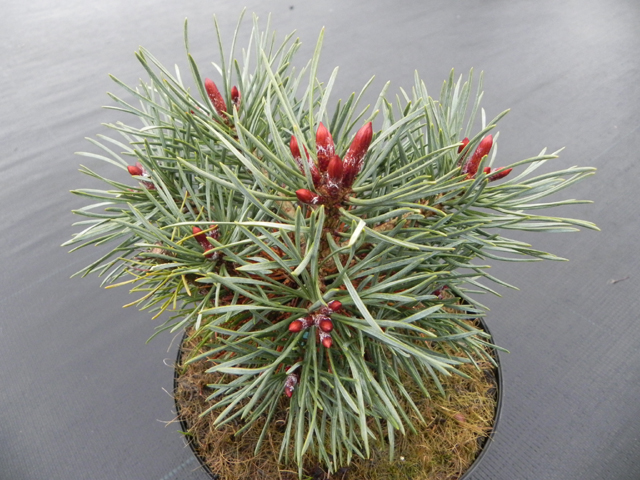 Pinus sylvestris 'Filips Blue Globe'